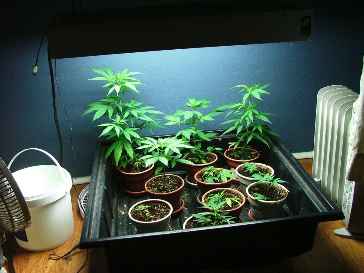 Veg
