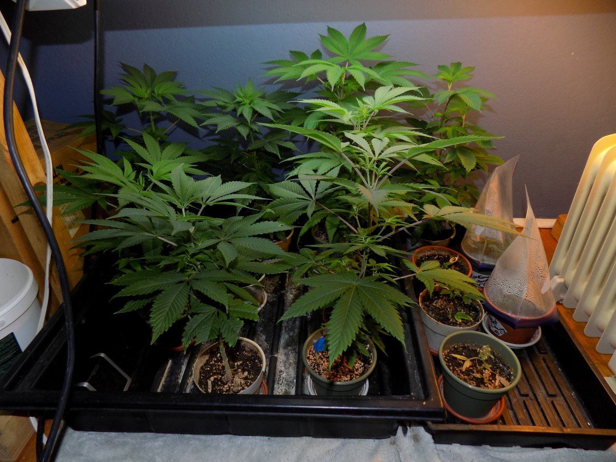 Veg