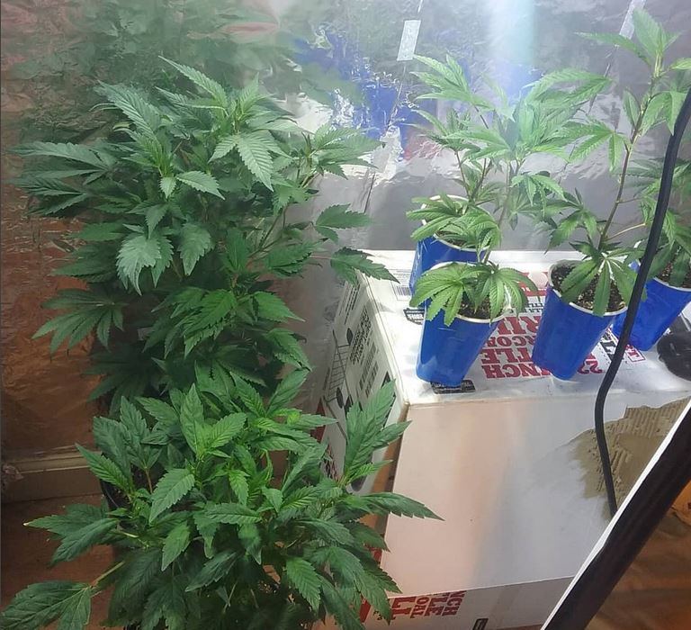 Veg