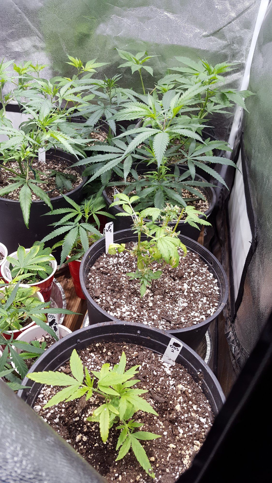 Veg