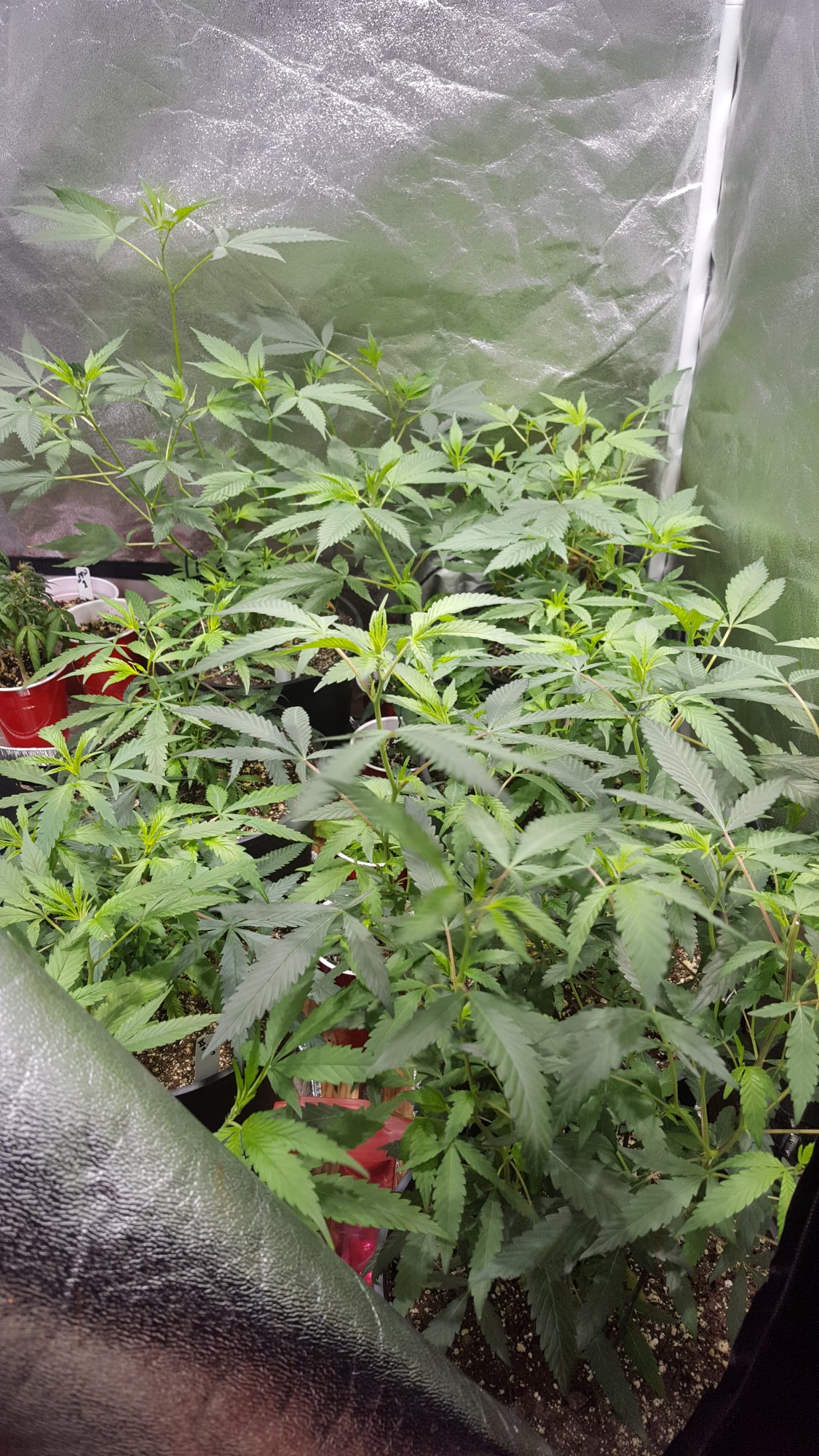Veg