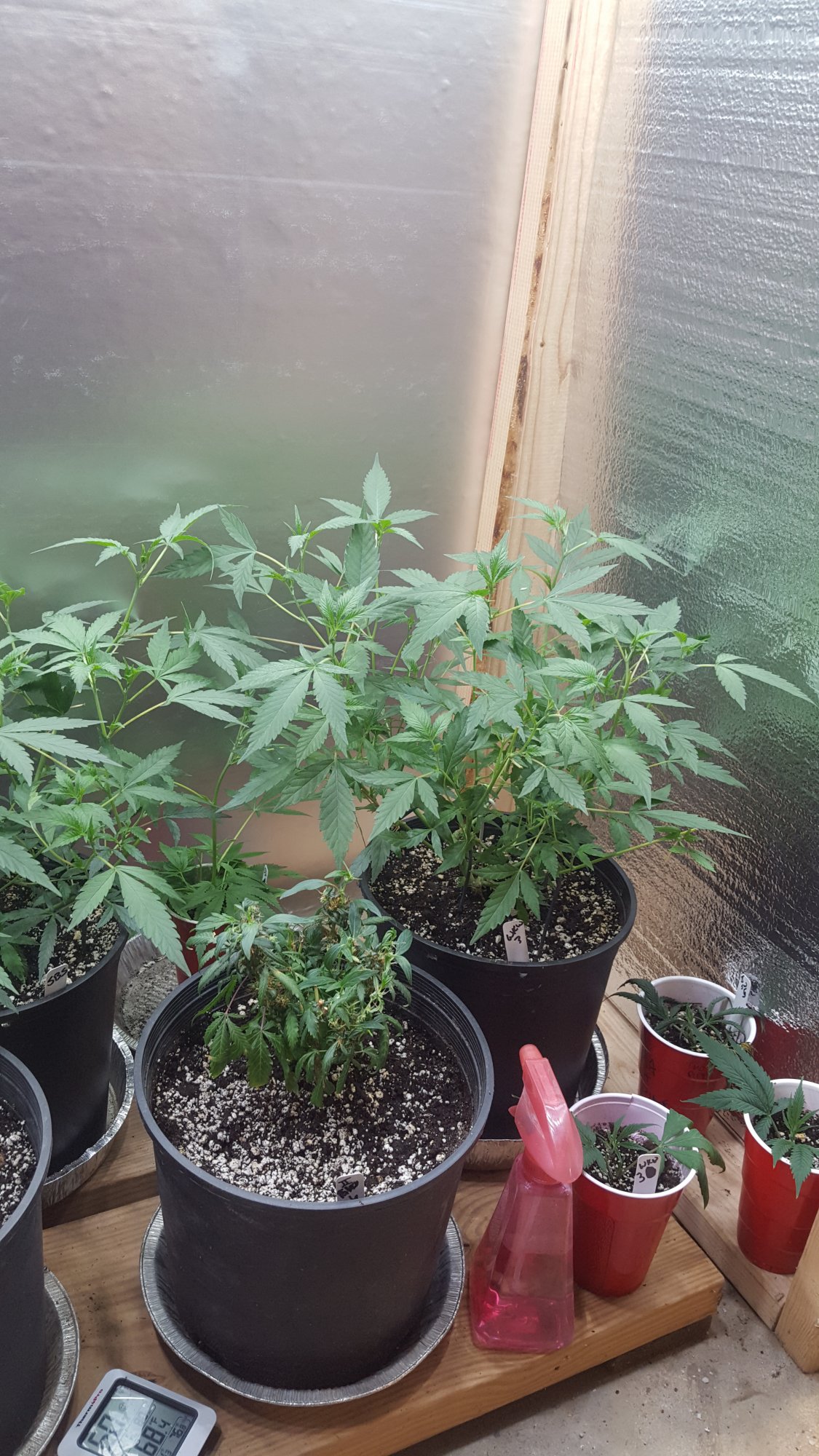 Veg