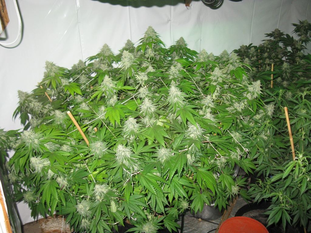 Veg n bloom sf 2 059
