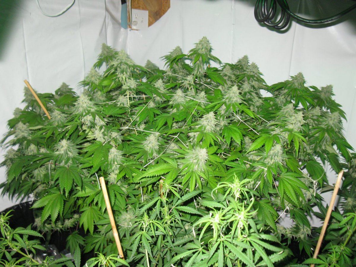 Veg n bloom sf 2 061