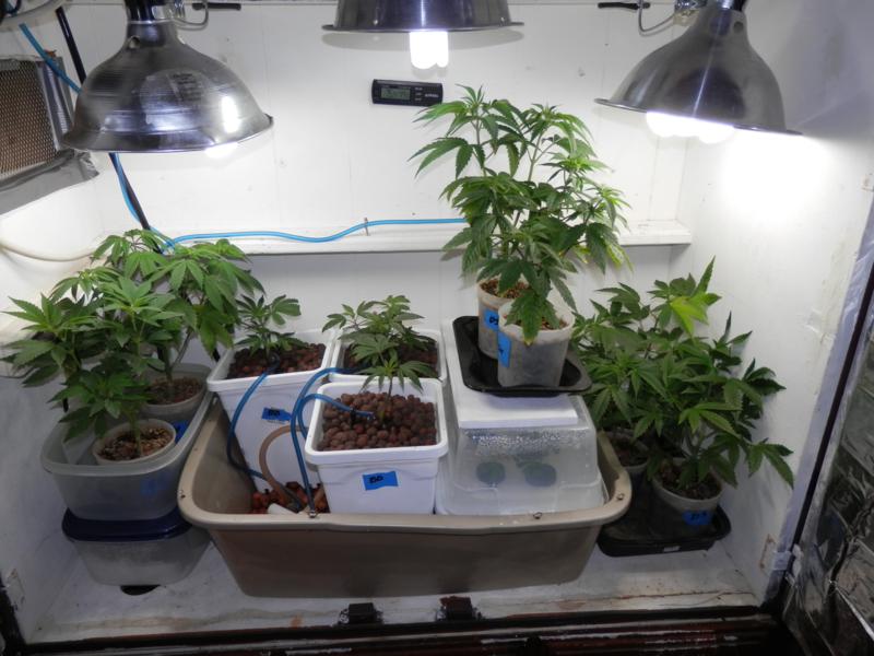 Veg plants