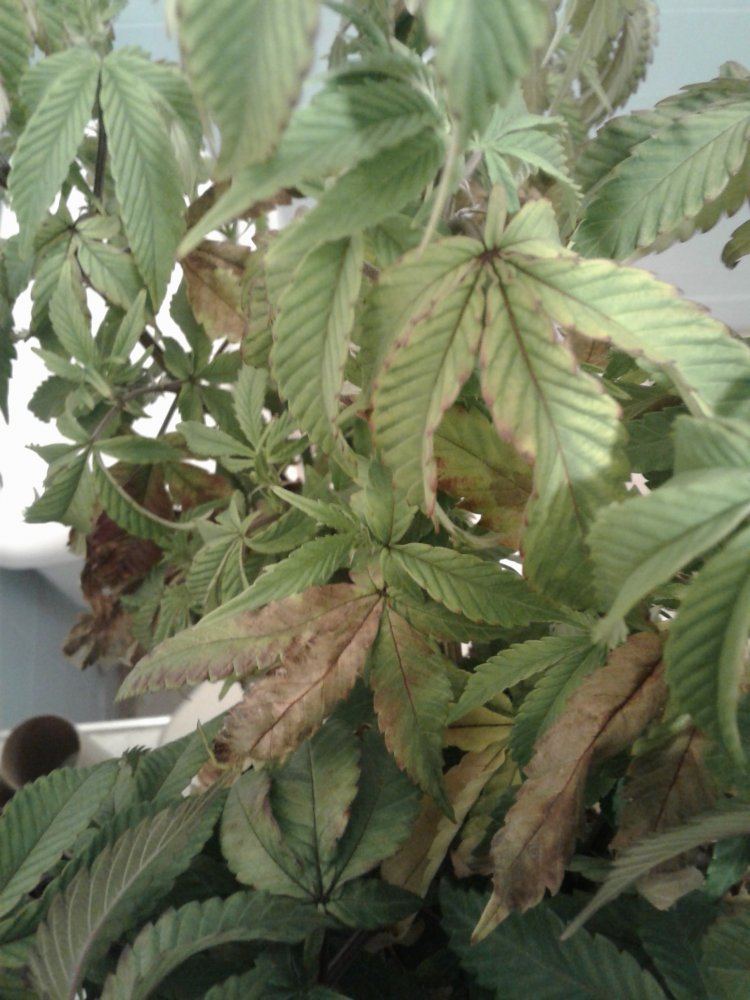 Veg purpling fan leaves nute deficiency issues 4