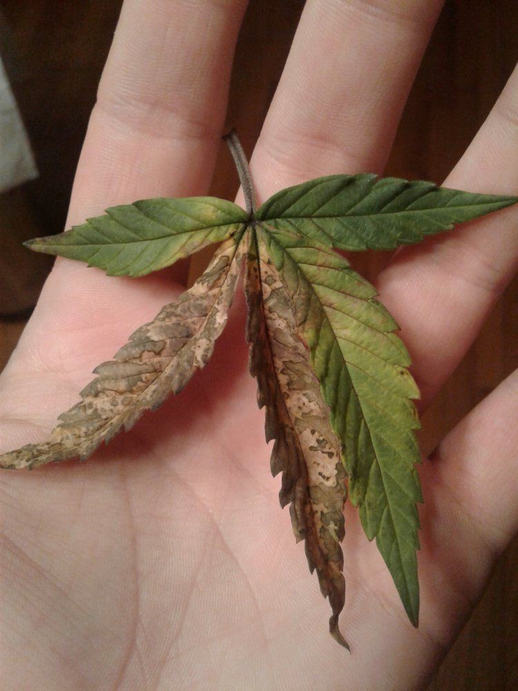 Veg purpling fan leaves nute deficiency issues 8