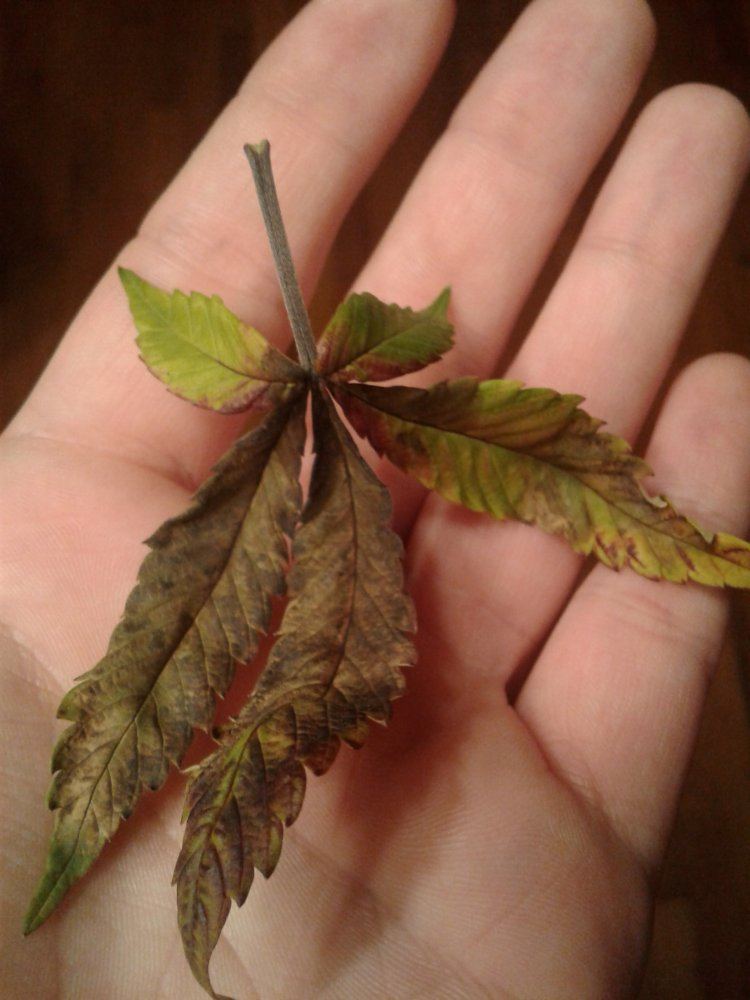 Veg purpling fan leaves nute deficiency issues 9