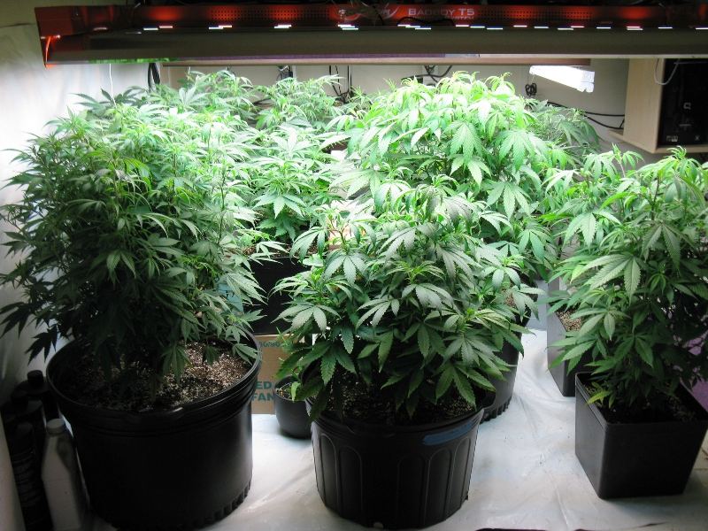 Veg room 029