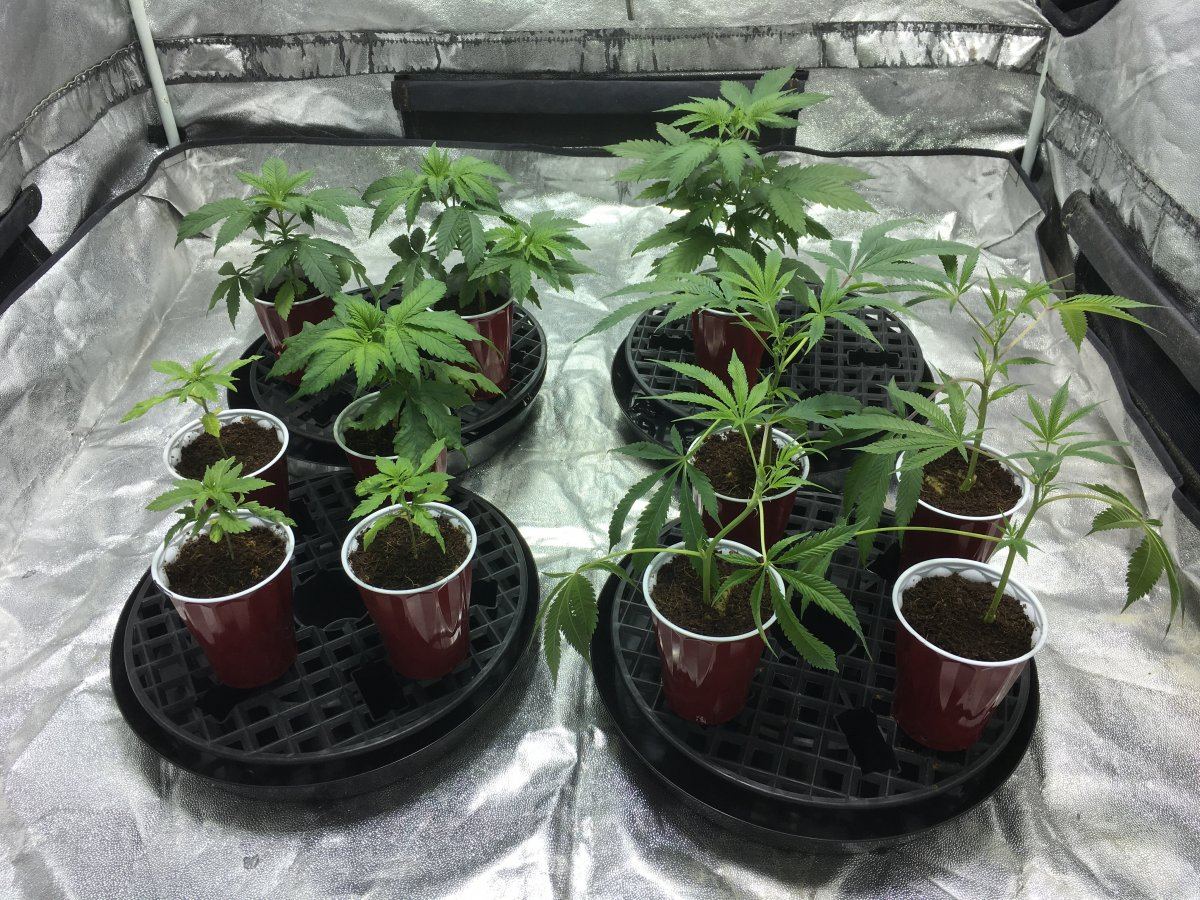Veg tent back up 2