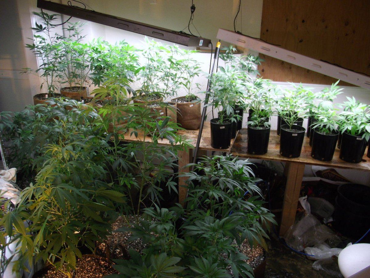 VEG01
