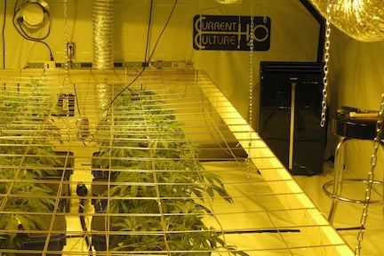 Veg1