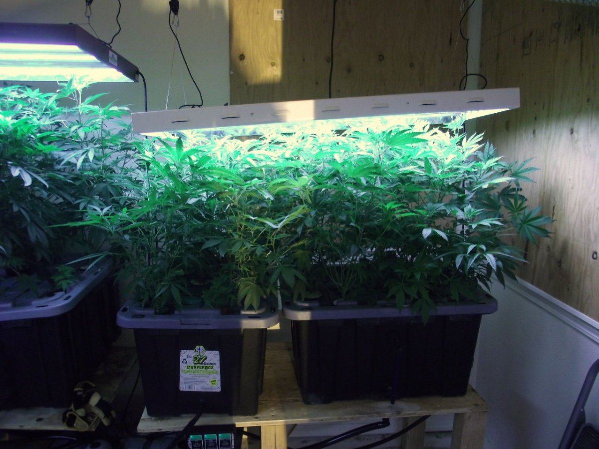 VEG1