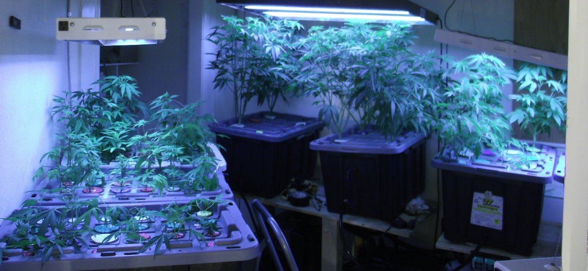 VEG1