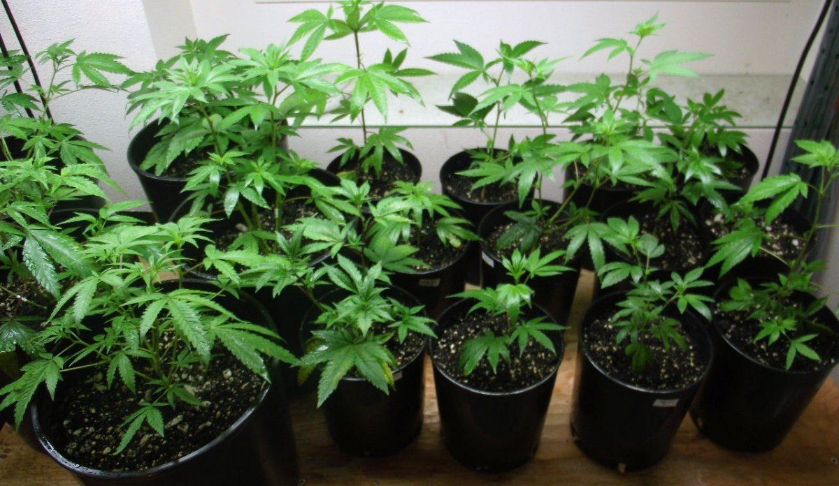 VEG1