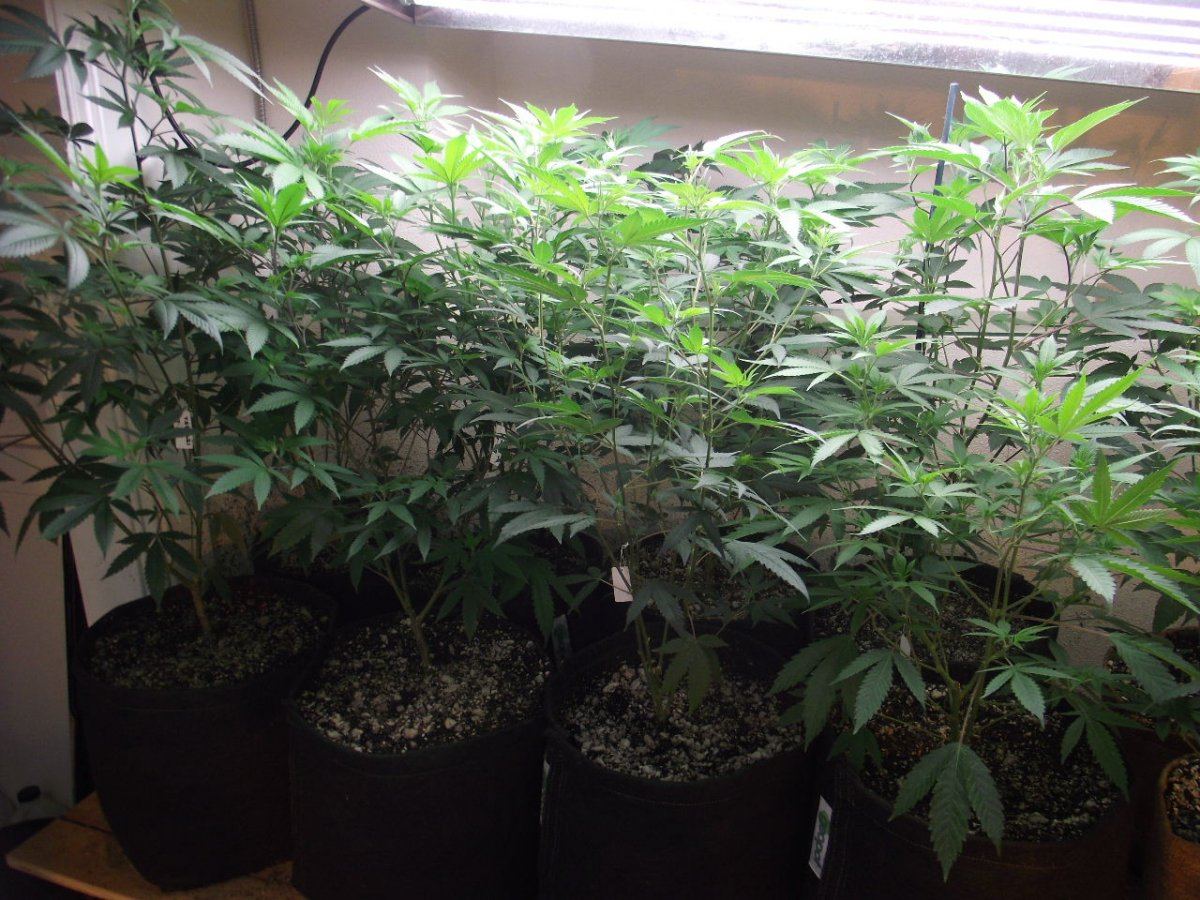 VEG1