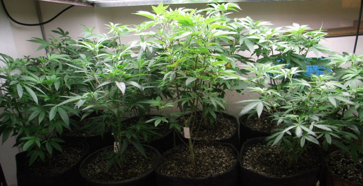 VEG1