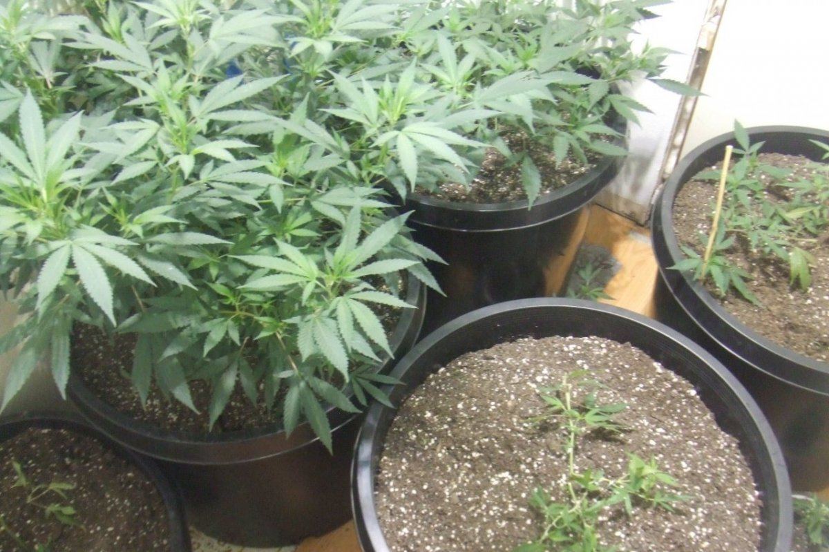 Veg1