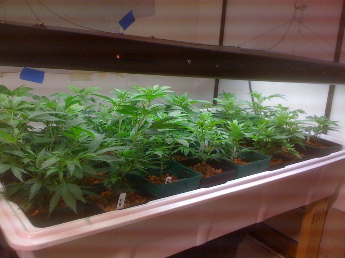 Veg1