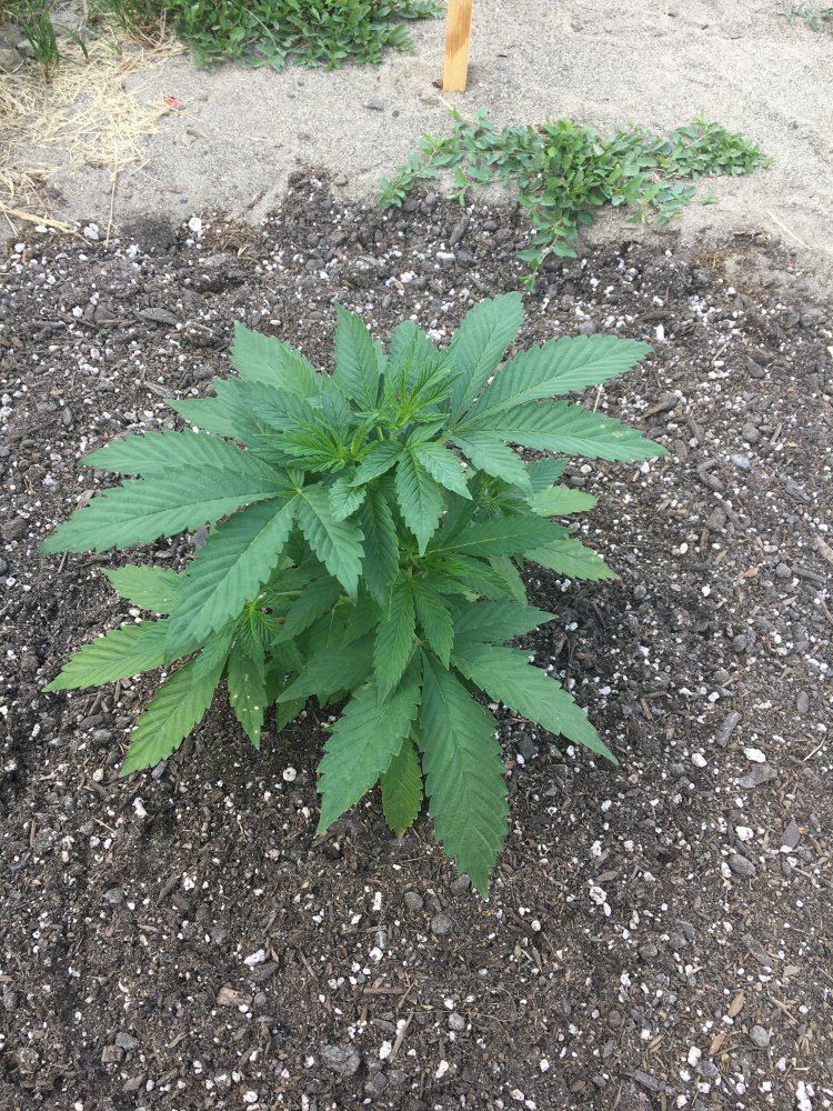 Veg1