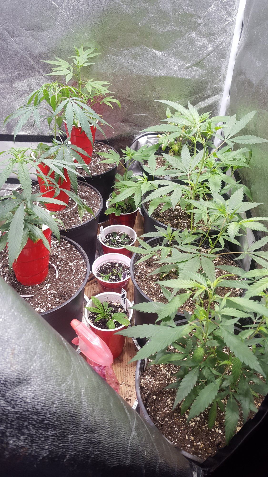 Veg1