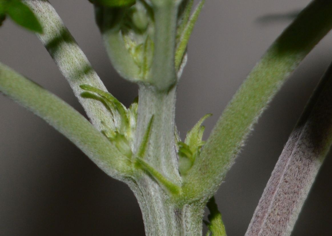 Veg10 whorl