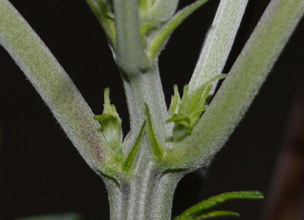 Veg10 whorlb