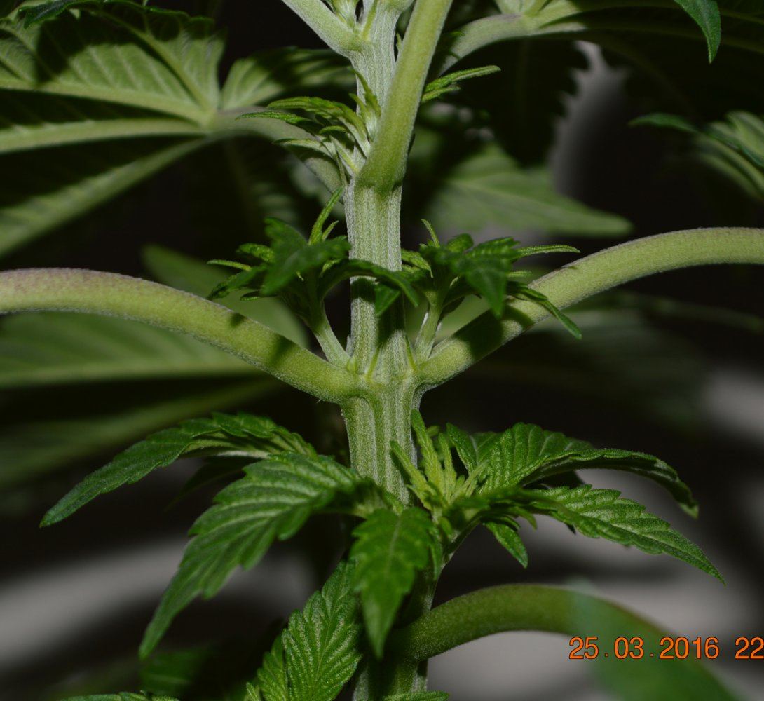 Veg11