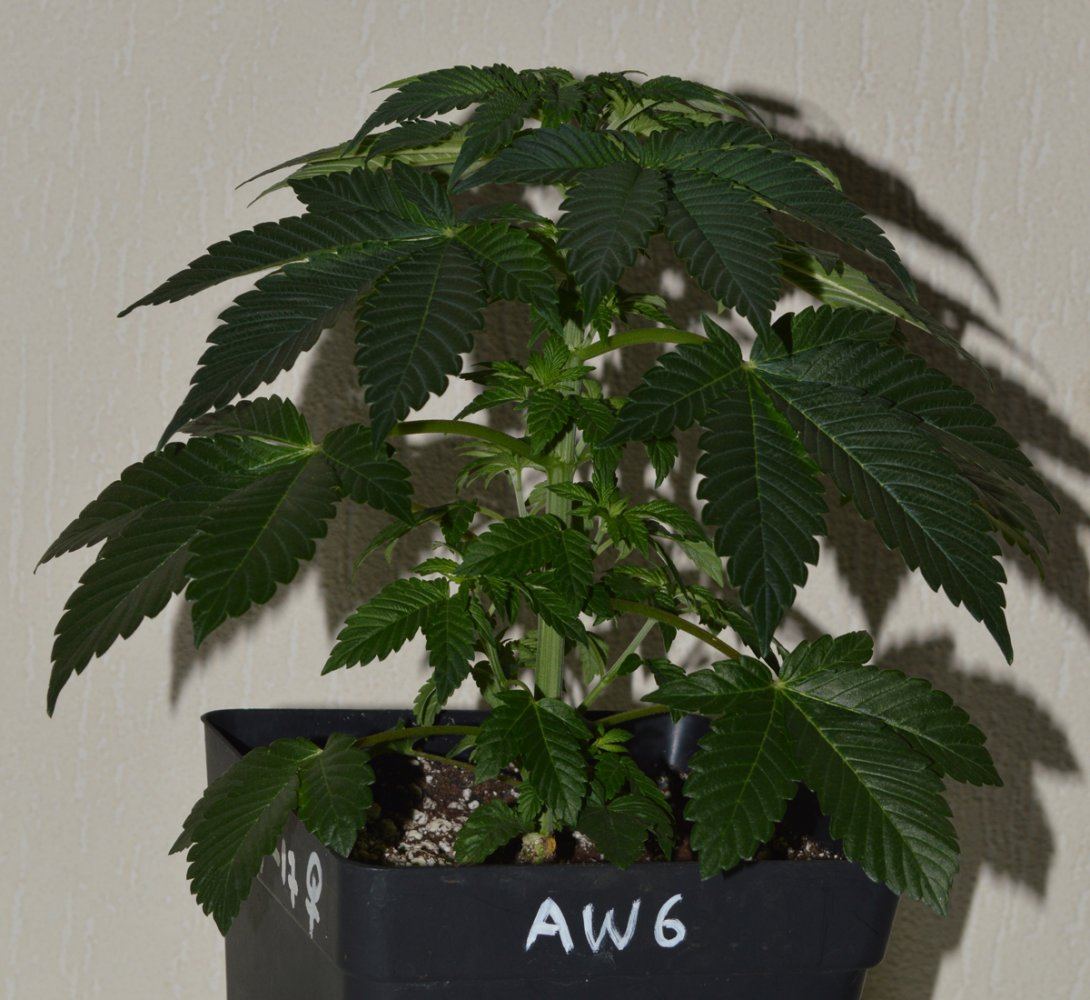 Veg12