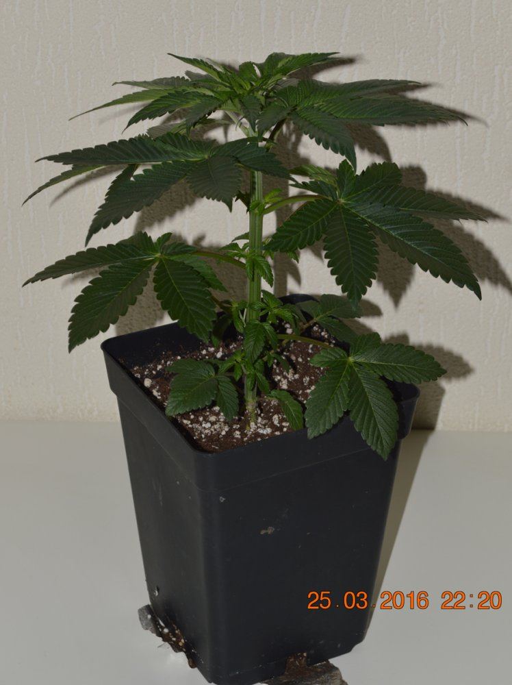 Veg13