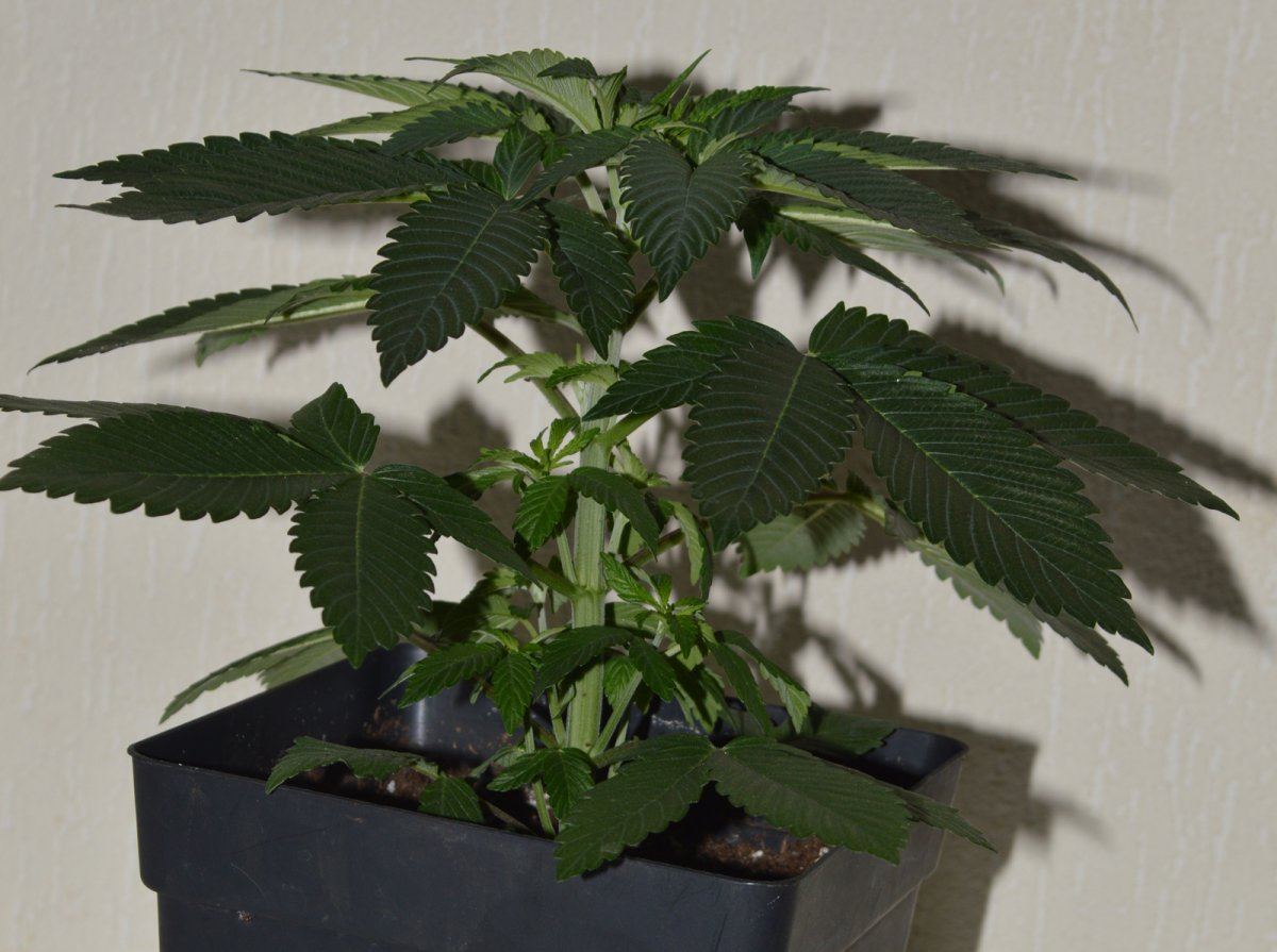 Veg14