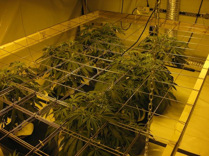 Veg2 1