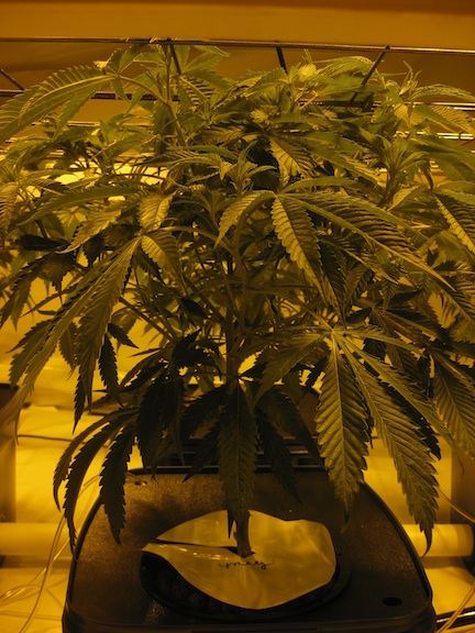 Veg2 12