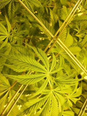 Veg2 7