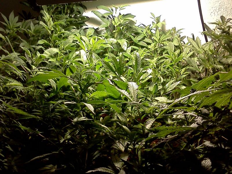 Veg2