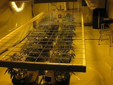 Veg2