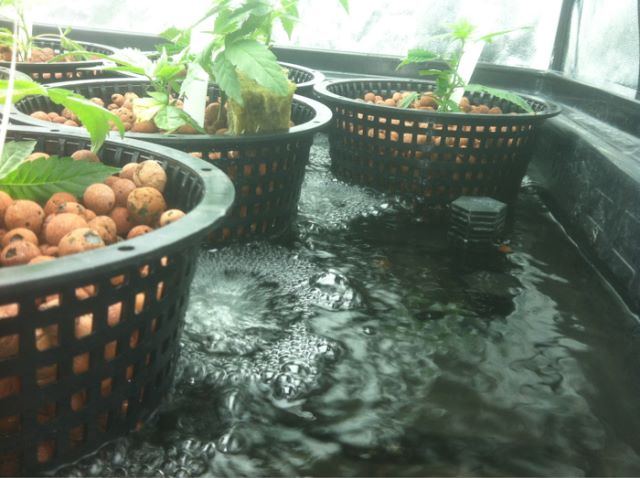Veg2