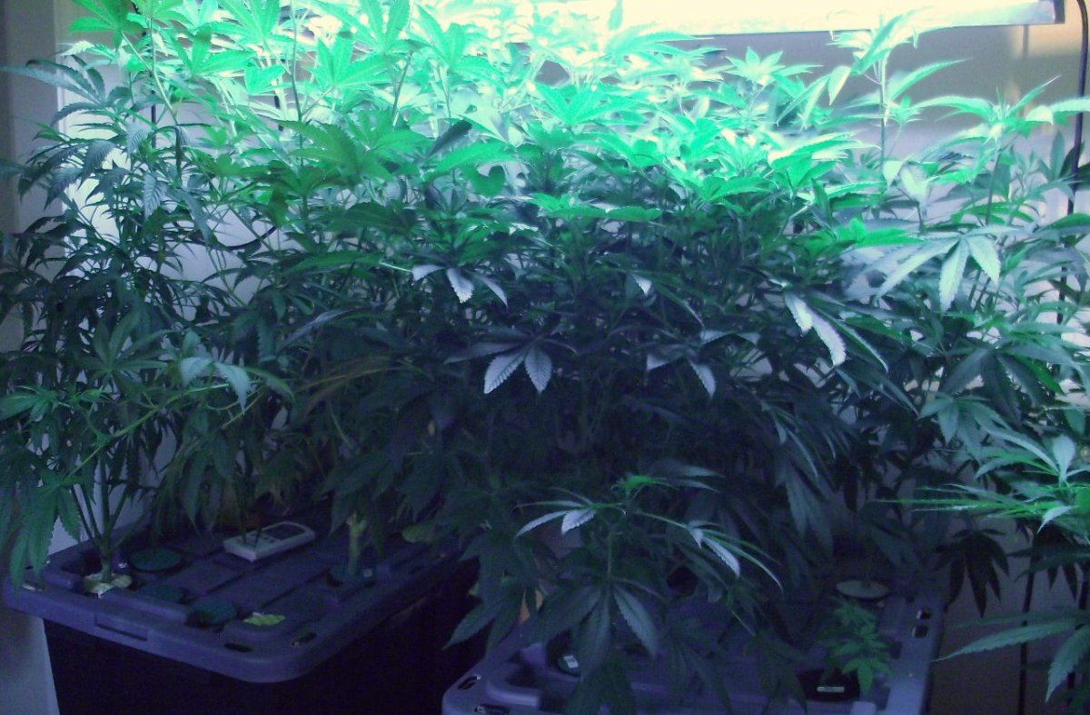 VEG2