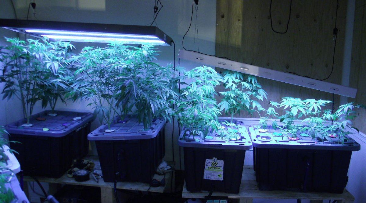 VEG2