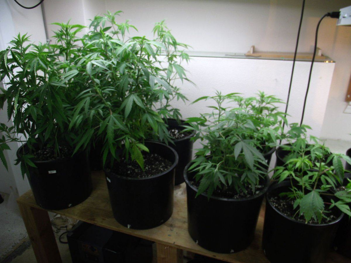 VEG2