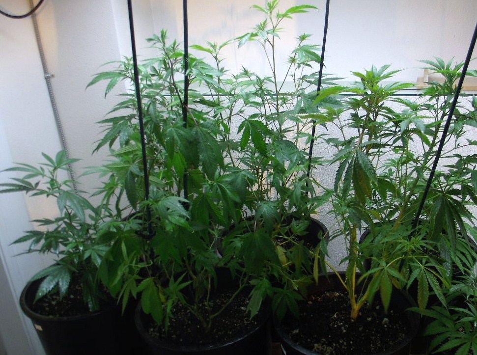 VEG2
