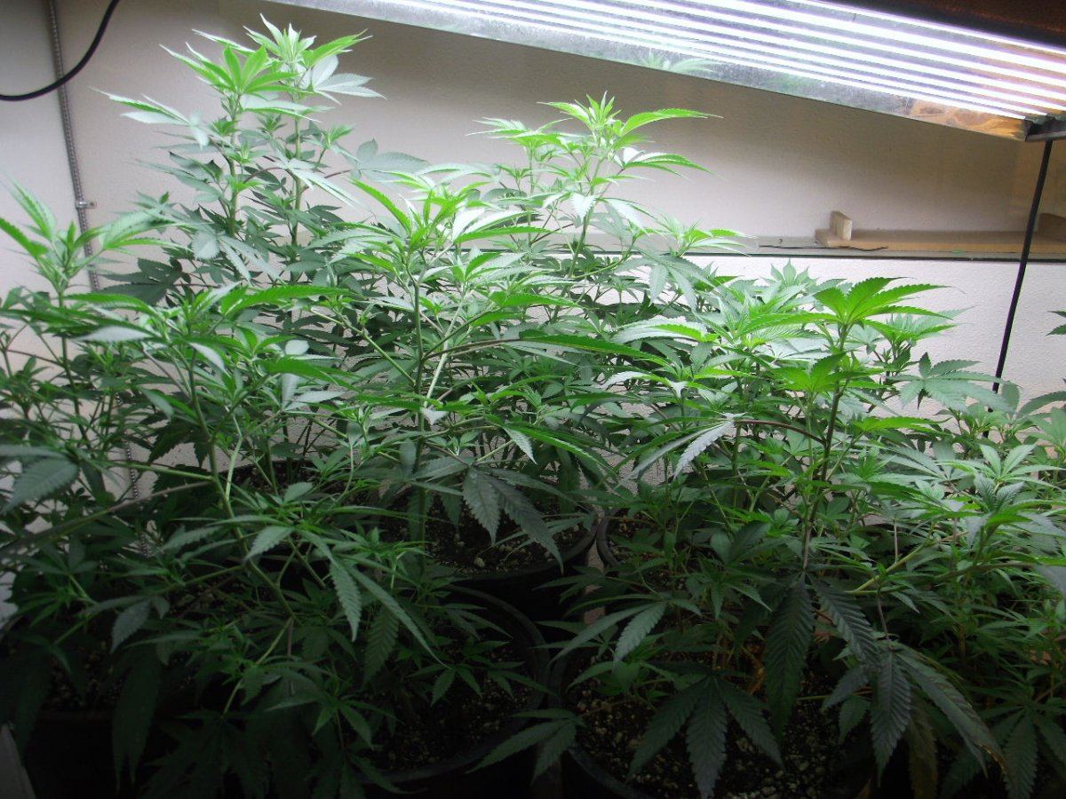 VEG2