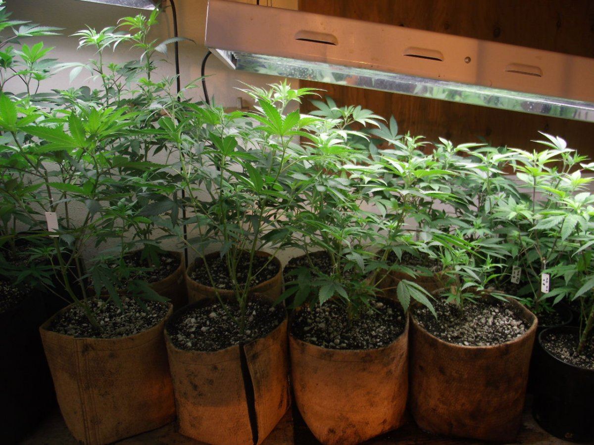 VEG2