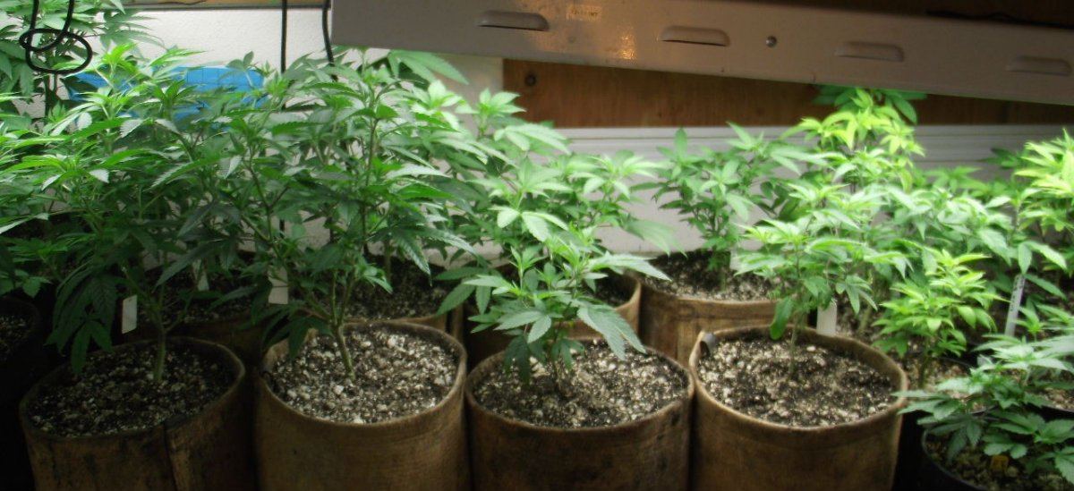VEG2