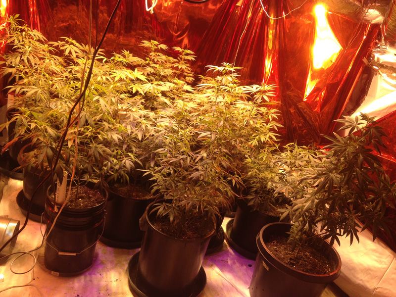 Veg2