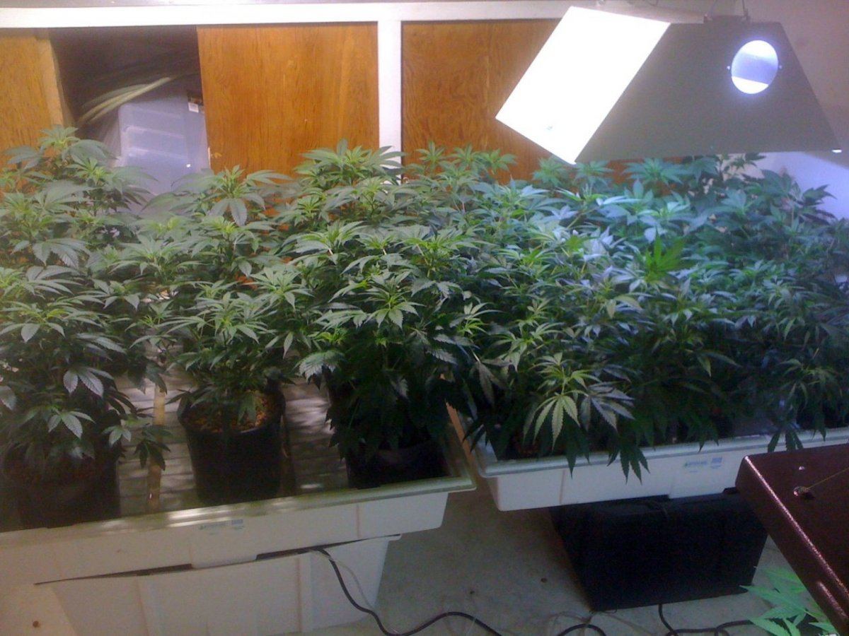 Veg2