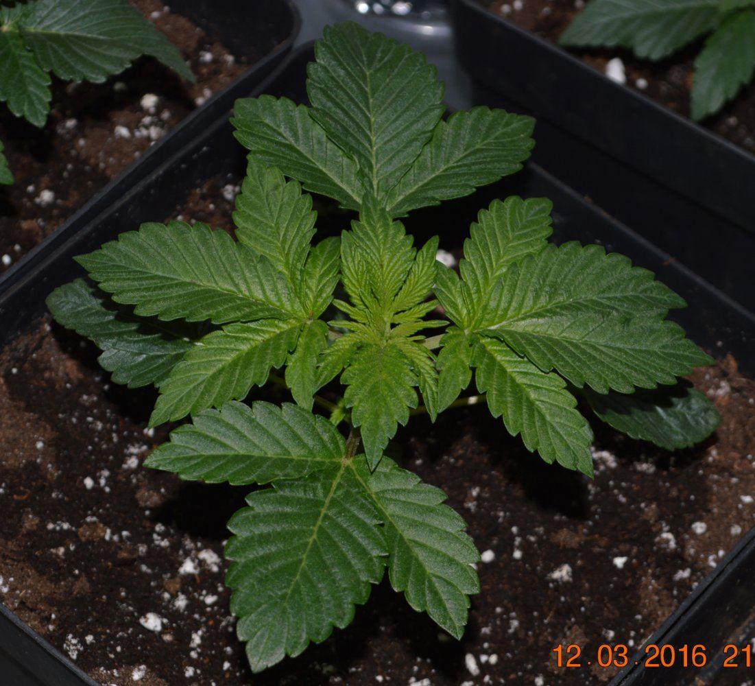 Veg2