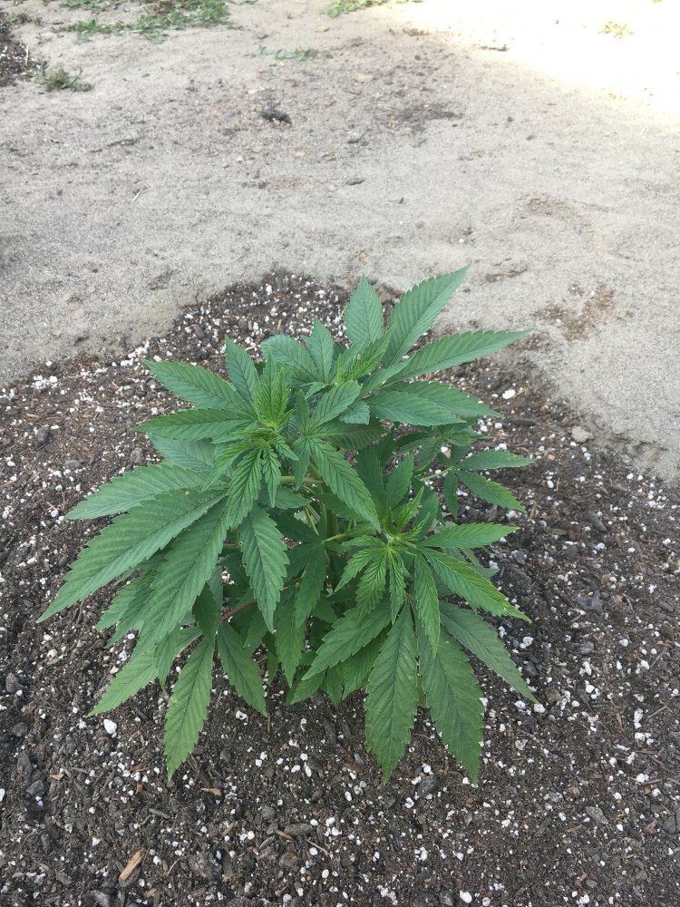 Veg2