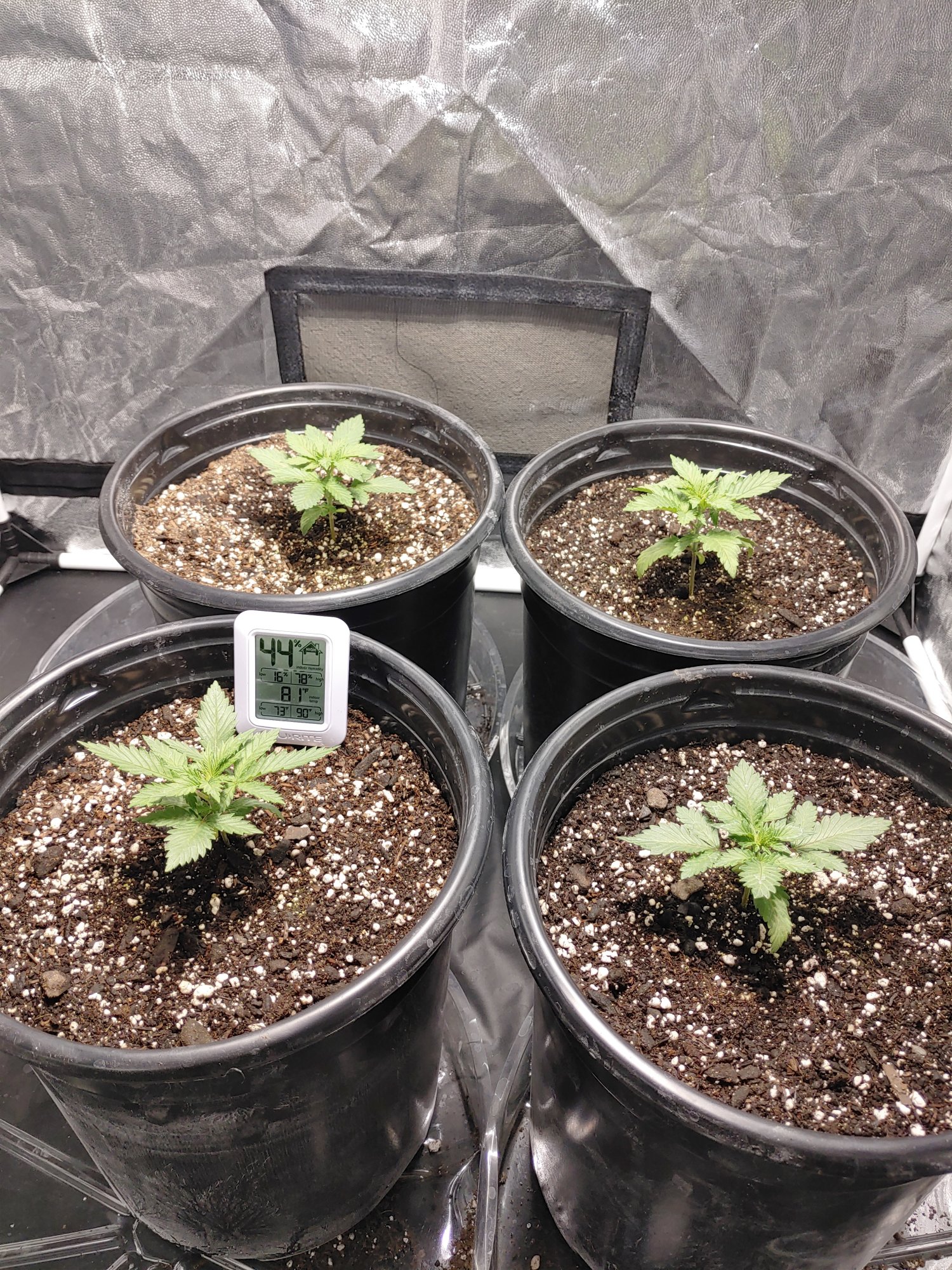 SEEDLING INTO WEEK 1 of VEG - THCFarmer