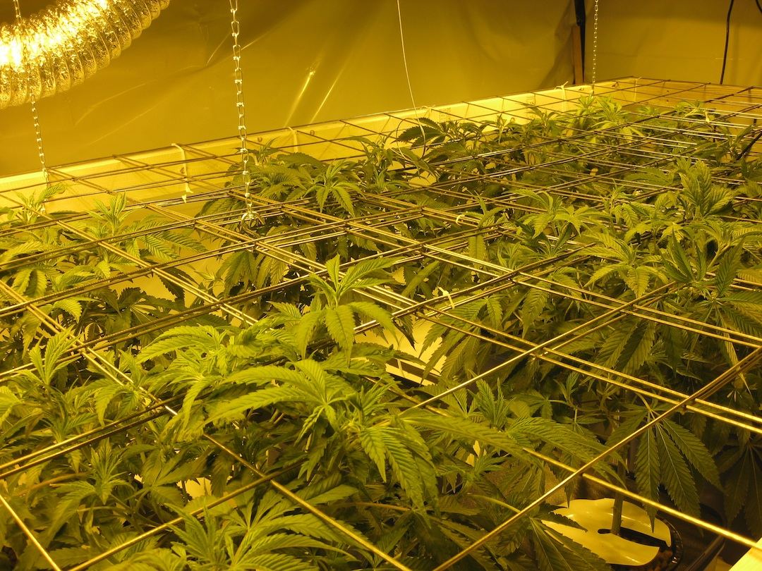 Veg3 1
